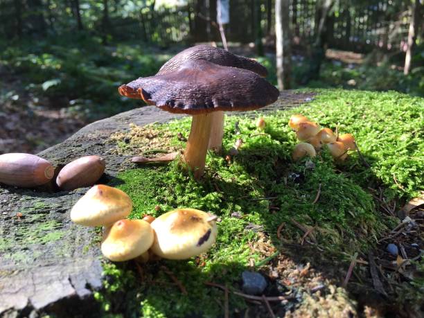 istock Wild Mushrooms close-up 1047047482