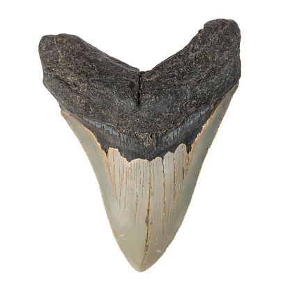 Light coloured fossilized Megalon tooth on white background