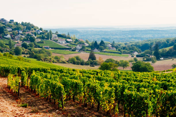 winnice w: sancerre, loire valley, france - cher france village centre zdjęcia i obrazy z banku zdjęć