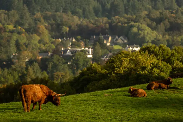Photo of Scottish highland cows, bull, female and young in field, Scotland UK