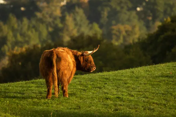 Photo of Scottish highland cow bull in field, Scotland UK