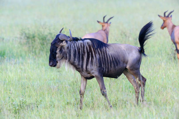istock Wildlife in kenya 1047055444