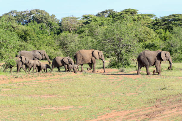 istock Elephant family on savannah 1047055448