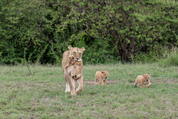 istock Mother Lion Carrying Cub 1047057630