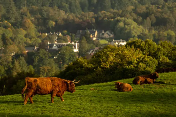 Photo of Scottish highland cows, bull, female and young in field, Scotland UK