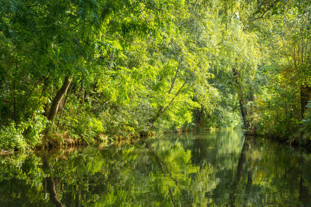 Spreewald Lübbenau Lehde - typical forest river landscape in sunlight in autumn Spreewald Lübbenau Lehde - typical landscape in sunlight in autumn spreewald stock pictures, royalty-free photos & images