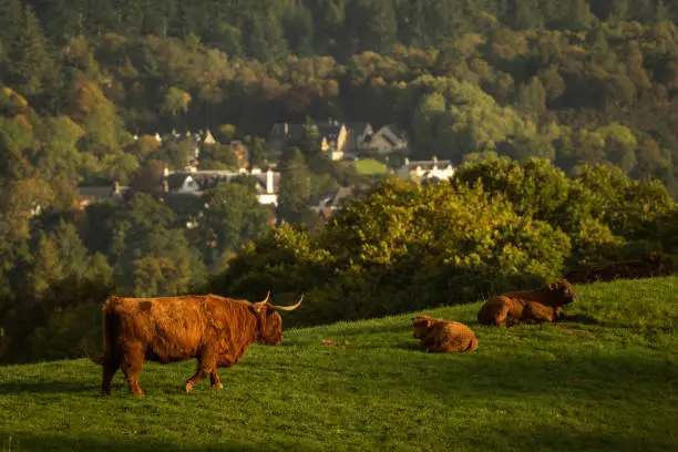 Photo of Scottish highland cows, bull, female and young in field, Scotland UK