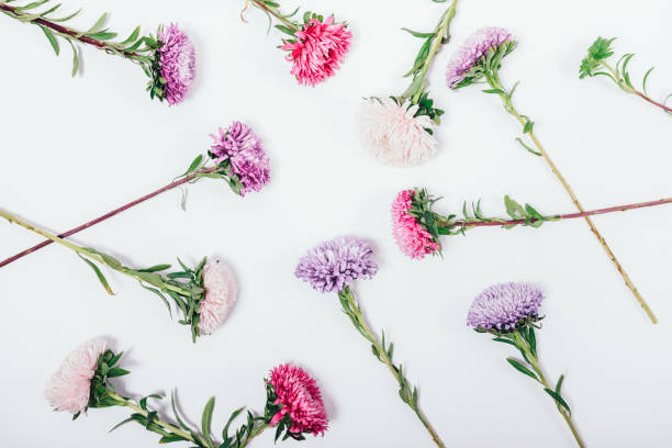 istock Floral pattern made of aster on white background 1047058054