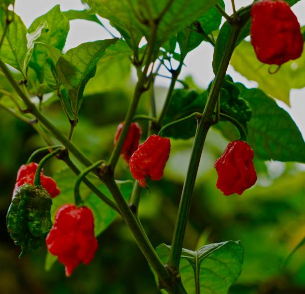 Western Oregon's Willamette Valley.\nThe Hottest Pepper In The World.\nConfirmed By Guinness In 2013.