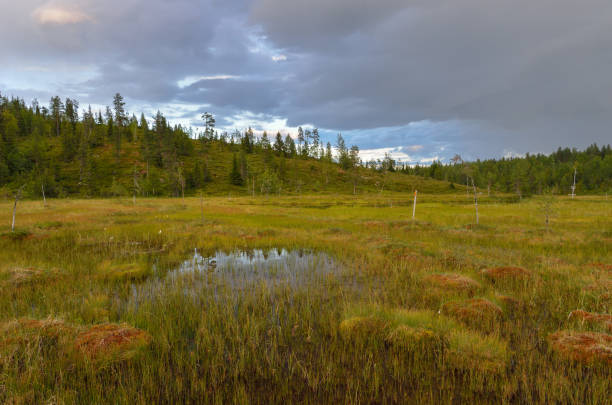 istock Bog landscape in northern Finland. 1047059430