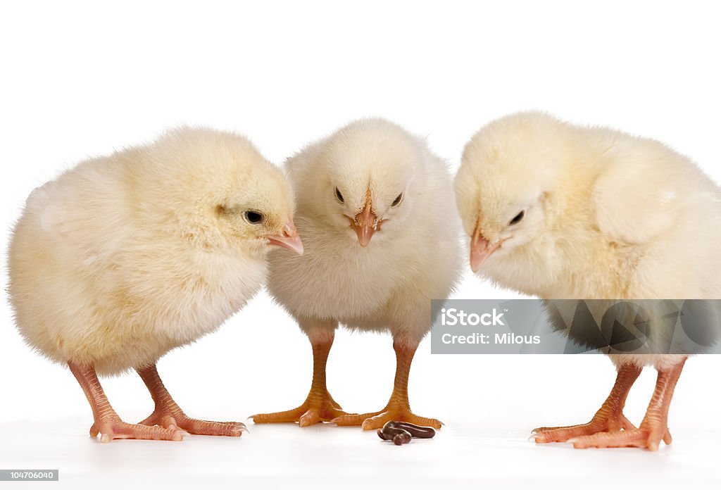 Tres jóvenes pollos - Foto de stock de Amarillo - Color libre de derechos