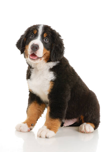 Bernese sennenhund cachorro - foto de stock