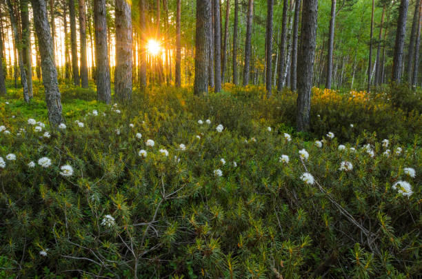 Rhododendron tomentosum (Ledum palustre) in foreground.