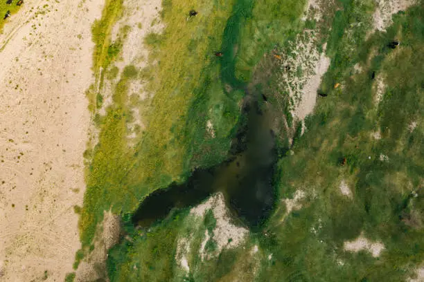 Drone image, photographed directly above a dried river bed with lush green grass near the sandy shore and some cows, ideal as e background for enviromental issues and copy space. Shot on Mavic 2 Pro with Hasselblad camera