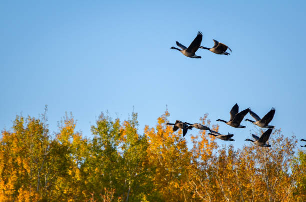 istock Geese birds flying over autumn trees 1047065180