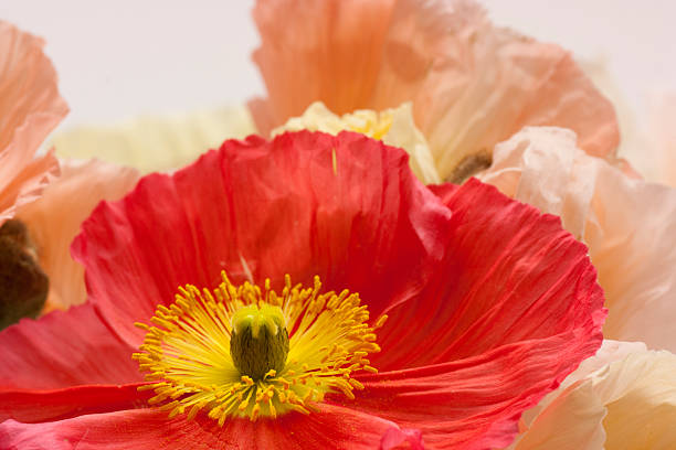 istock Poppy Flower Close-up 104706851
