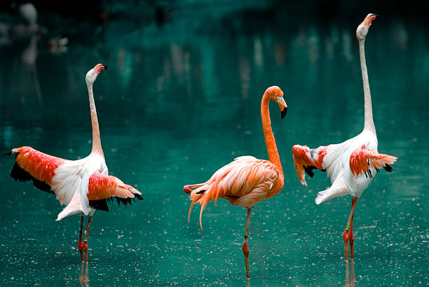 istock flock of flamingo 104707002