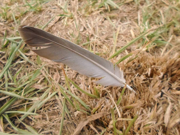 istock Feather stuck in the ground 1047070550