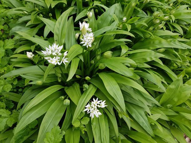 bärlauch; allium; ursinum - ramson stock-fotos und bilder