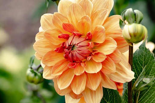 Salmon-colored dahlia and bud with raindrops, late summer. Foliage in background.