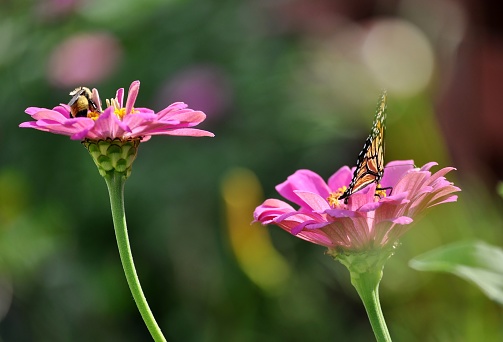 Bumble bee and butterfly on pink zinnia flowers. Blurry bokeh background. Selective focus.