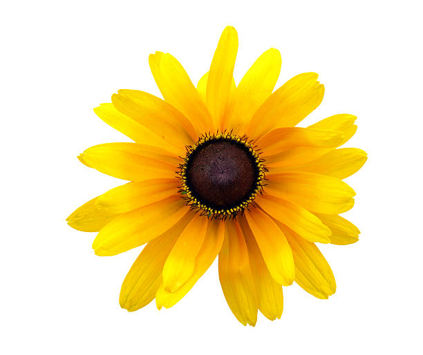 A yellow, Black Eyed Susan flower on a white background stock photo