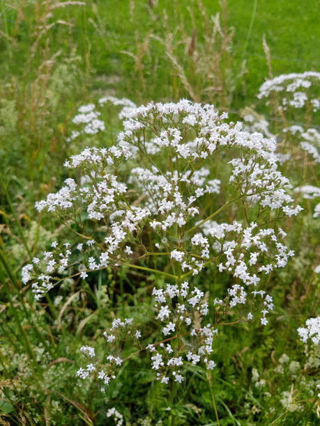 istock Valerian, officinalis 1047074960