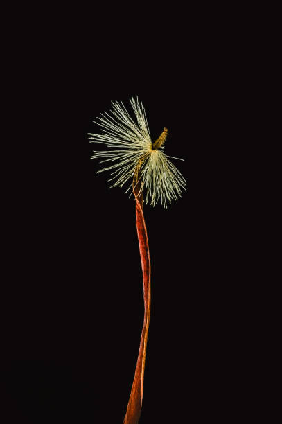 istock Gerbera seed with petal on a black background 1047076116