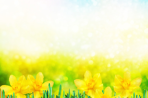 colorful flowers of daffodils on the background of the spring landscap