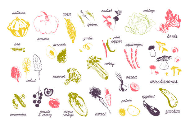 векторная ручная нарисованная иллюстрация свежих сырых овощей, изолированных на белом фоне. - celery vegetable illustration and painting vector stock illustrations