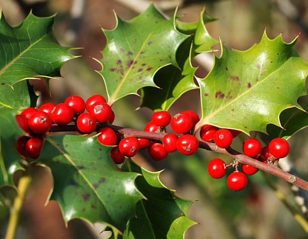 istock christmas holly twig 104707704