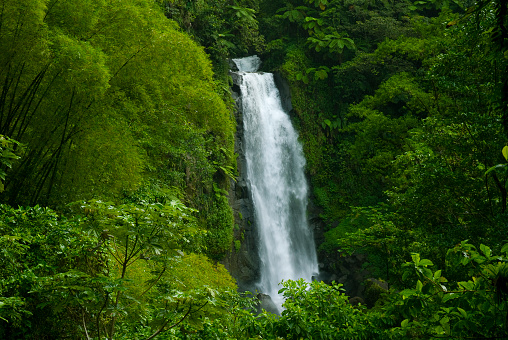 Waterfall in rainforest jungle
