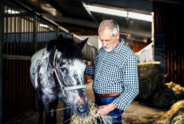 istock A senior man feeding a horse hay in a stable. 1047080180