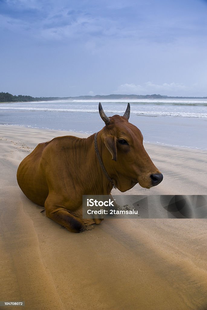 Holy cow  Ancient Civilization Stock Photo