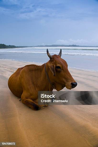 Holy Cow Stock Photo - Download Image Now - Ancient Civilization, Animal, Asia