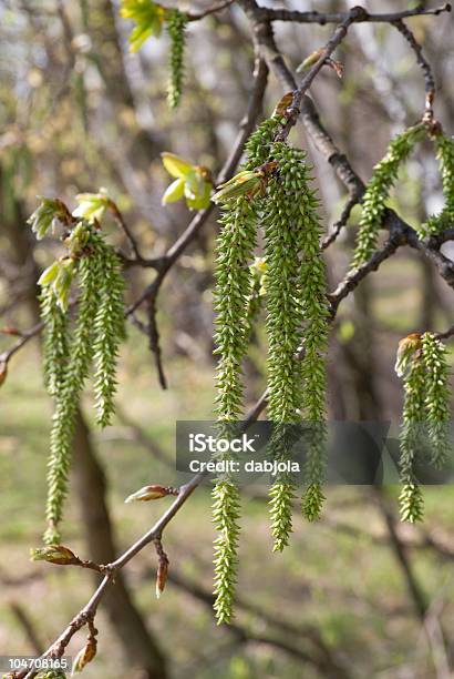 Fundo De Natureza - Fotografias de stock e mais imagens de Borrazeira - Borrazeira, Choupo, Choupo tremedor