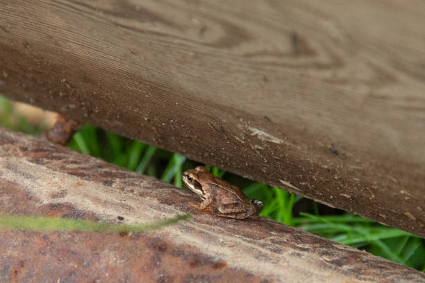 istock Little frog hides between block and beam 1047083226