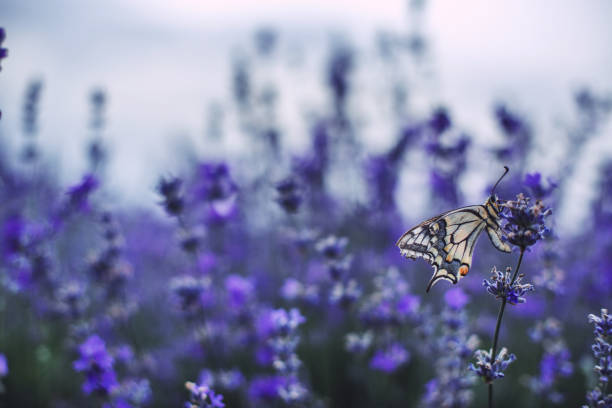 istock Lavender flowers with buterfly 1047083644