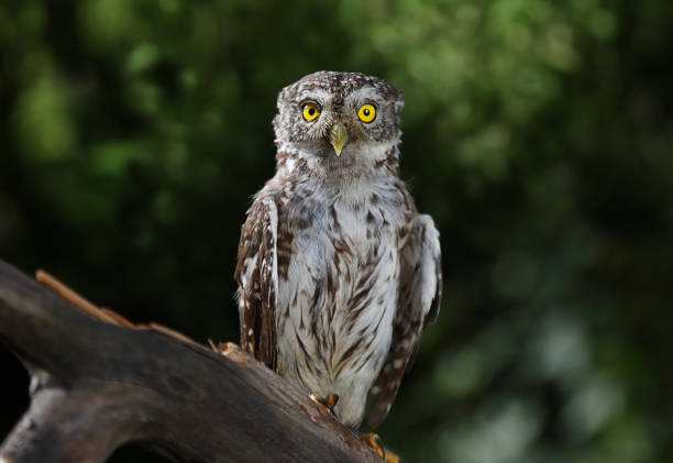 istock Little owl sitting on a branch in the forest 1047086808
