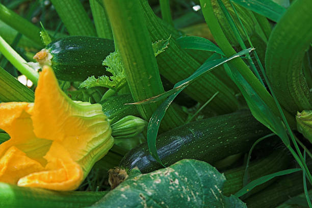 cukinia zakładu - zucchini zuchinni flower squash zdjęcia i obrazy z banku zdjęć