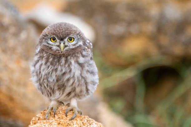 istock Young Little owl (Athene noctua) sitting on a stone 1047090566