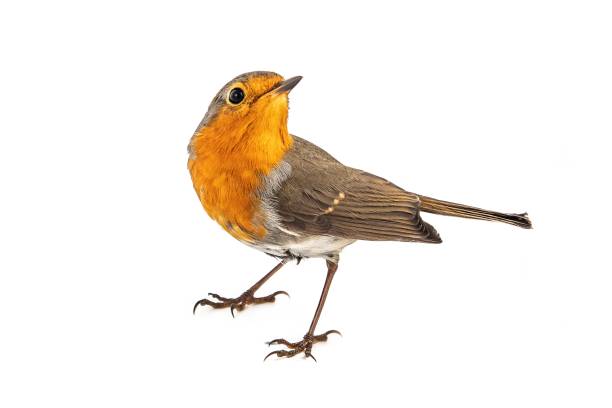 istock European robin (Erithacus rubecula) isolated on a white background 1047090584