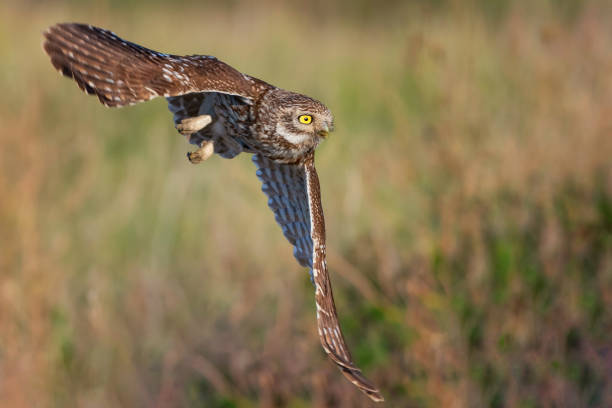 istock Little owl (Athene noctua) in flight 1047090588