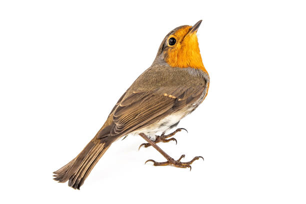 istock European robin (Erithacus rubecula) isolated on a white background 1047090592