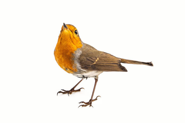 istock European robin (Erithacus rubecula) isolated on a white background 1047090594