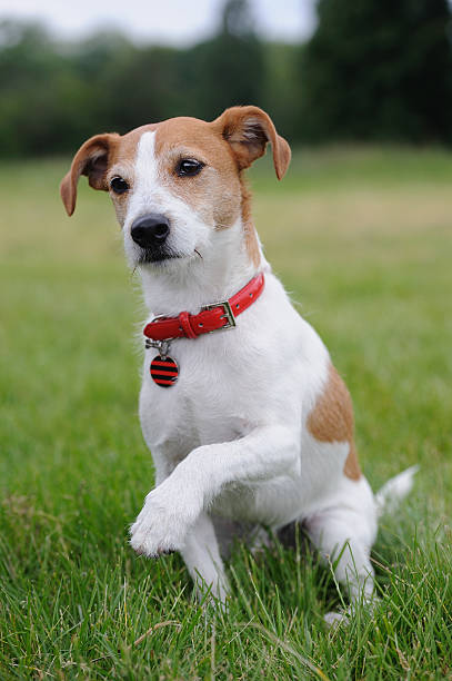 istock Parson Jack Russell Terrier offering his paw 104709211