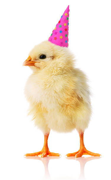 Yellow chicken with a birthday hat on stock photo