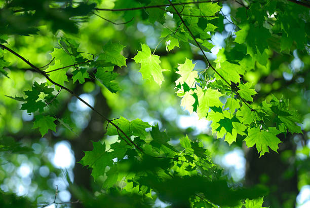 Maple leaves full of sunlights stock photo