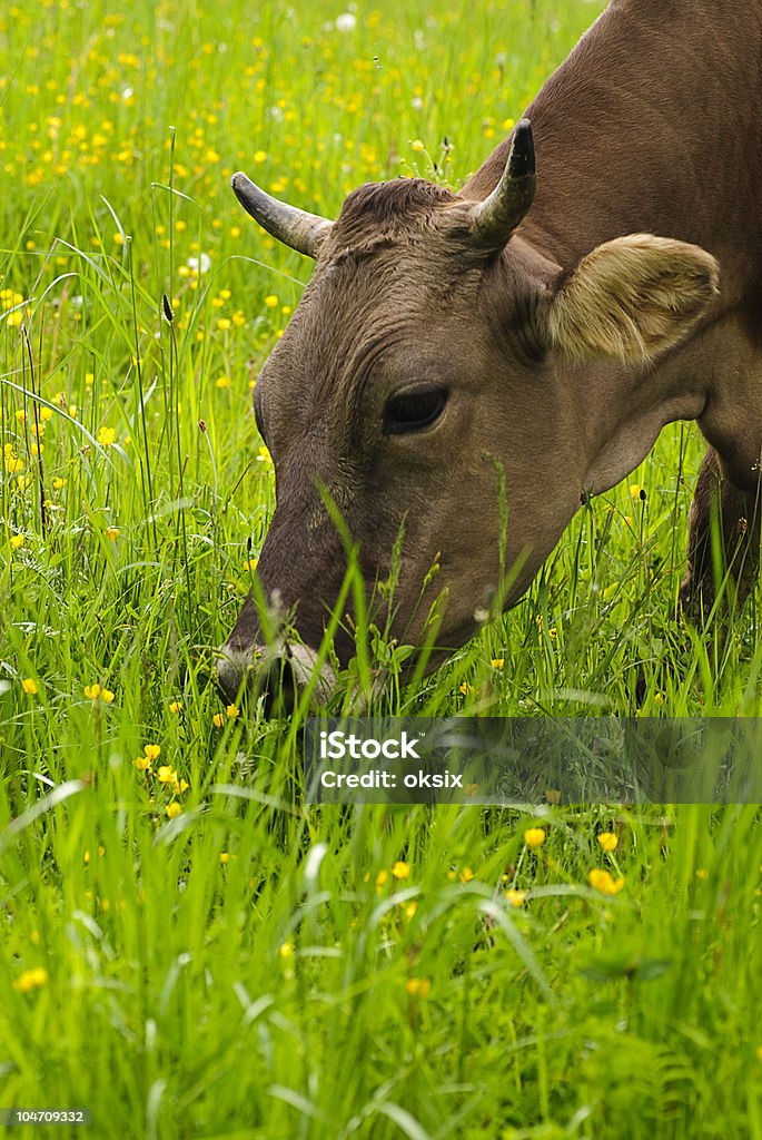 Vaca pasta - Foto de stock de Agricultura royalty-free