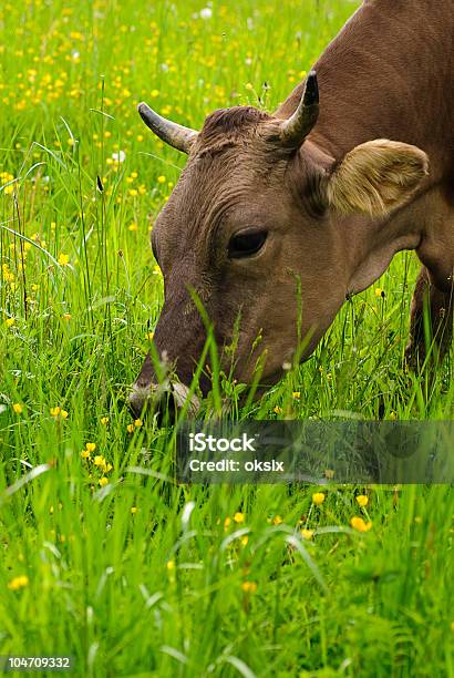 Foto de Vaca Pasta e mais fotos de stock de Agricultura - Agricultura, Animal, Animal de Fazenda